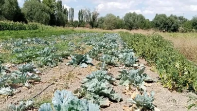 Sivrihisar'ın Meşhur Ürünü Tarih Mi Oluyor?